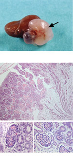 למעלה, מסומן בחץ: רקמת תאי הכליה האנושיים שהתפתחו בעכבר. למטה: חתכים בהגדלות שונות של אותה רקמה, המעידים על בשלותה